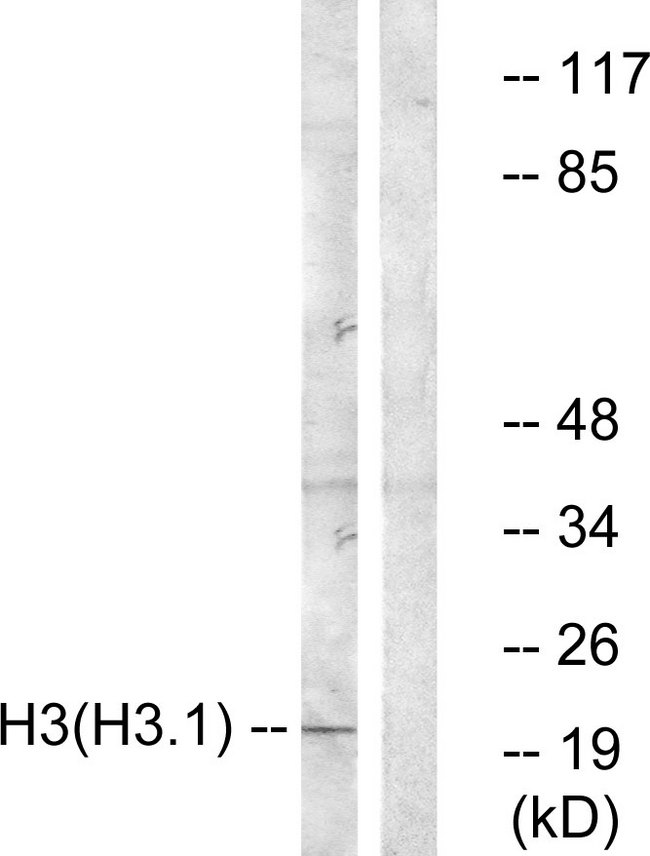 Histone H3 Antibody - Western blot analysis of lysates from A549 cells, using Histone H3 Antibody. The lane on the right is blocked with the synthesized peptide.