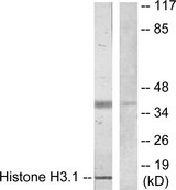 Histone H3 Antibody - Western blot analysis of lysates from COLO205 cells, using Histone H3.1 Antibody. The lane on the right is blocked with the synthesized peptide.