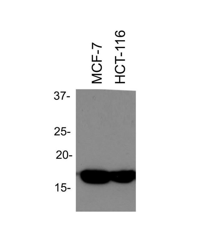 Histone H3 Antibody - Western Blot: Histone H3 Antibody - Total histone H3 levels in MCF-7 and HCT-116 cells. Image from verified customer review.