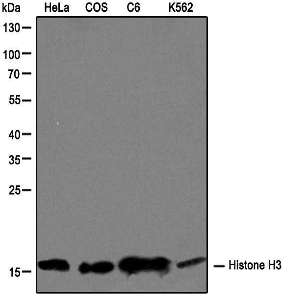 Histone H3 Antibody - Western Blot: Histone H3 Antibody - Western blot analysis of HeLa, COS, C6, and K562 cell lysate using histone H3 antibody antibody at 1:100.