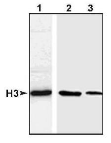 Histone H3 Antibody - Western Blot: Histone H3 Antibody - HeLa (lane 1) or S. cerevisiae (lane 2) whole cell lysates. Histones purified from HeLa cells (lane 3).