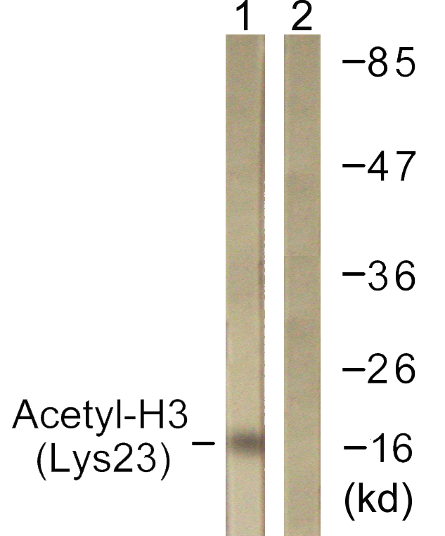 Histone H3 Antibody - Western blot analysis of lysates from Raw264.7 cells, treated with TSA 400nM 24h, using Histone H3 (Acetyl-Lys23) Antibody. The lane on the right is blocked with the synthesized peptide.