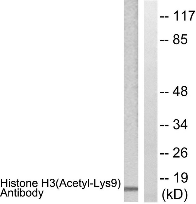 Histone H3 Antibody - Western blot analysis of lysates from Raw264.7 cells, treated with TSA 400nM 24h, using Histone H3 (Acetyl-Lys9) Antibody. The lane on the right is blocked with the synthesized peptide.