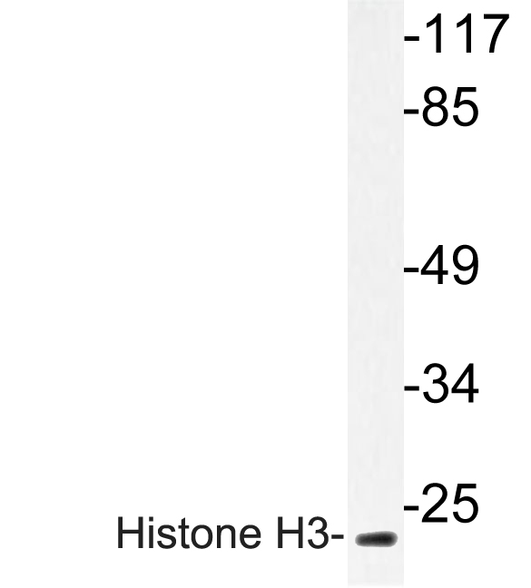 Histone H3 Antibody - Western blot of Histone H3 (A7) pAb in extracts from 293 cells.