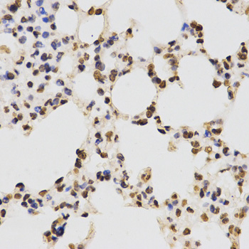 Histone H3 Antibody - Immunohistochemistry of paraffin-embedded mouse lung tissue.