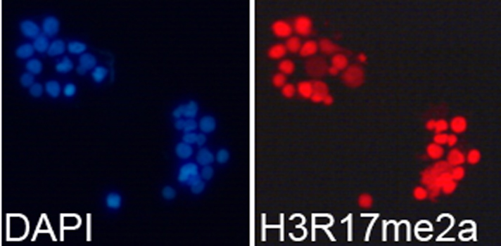 Histone H3 Antibody - Immunofluorescence analysis of 293T cells.