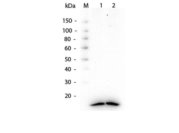 Histone H3 Antibody - Western Blot of rabbit Anti-Histone H3 antibody. Lane 1: Hela WCL. Lane 2: Hela Nuclear Extract. Load: 10 µg per lane. Primary antibody: Histone H3 antibody at 1.0 µg/ml for 1 hr at RT. Secondary antibody: HRP Gt-a-Rb IgG secondary antibody at 1:40,000 for 30 min at RT. Block: MB-070 overnight at 4°C. Predicted/Observed size: ~15 kDa, ~15 kDa for Histone H3.