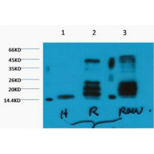 Histone H3 Antibody - Western blot of Histone H3 (Di methyl K27) antibody
