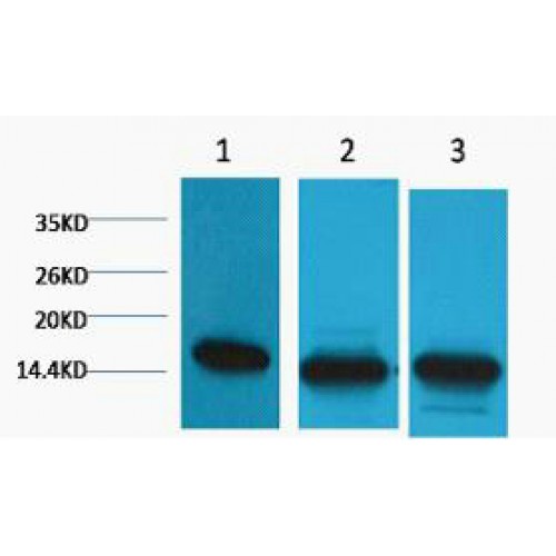 Histone H3 Antibody - Western blot of Histone H3 (Di methyl K36) antibody