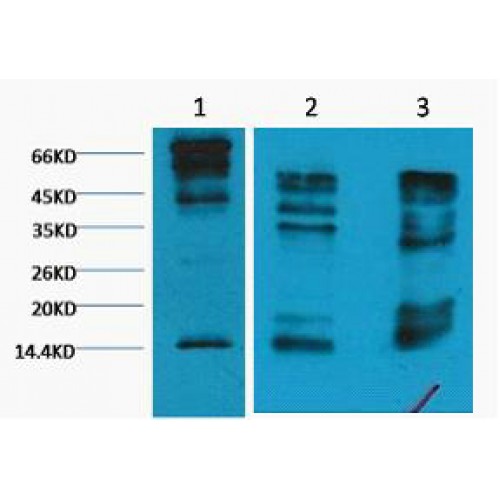 Histone H3 Antibody - Western blot of Histone H3 (Tri methyl K9) antibody
