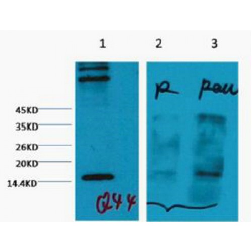 Histone H3 Antibody - Western blot of Histone H3 (Tri methyl K4) antibody