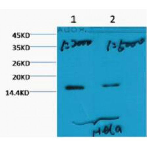 Histone H3 Antibody - Western blot of Histone H3 (Tri methyl K79) antibody