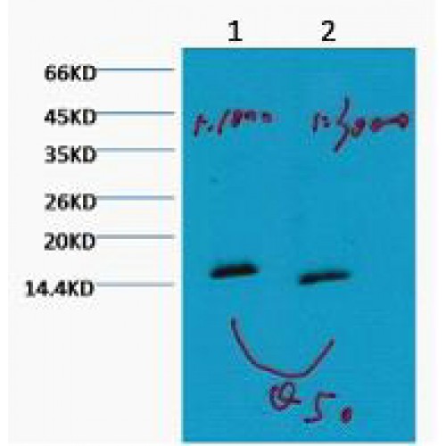 Histone H3 Antibody - Western blot of Histone H3 (Mono methyl K79) antibody