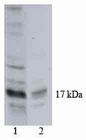 Histone H3 Antibody - WB using Histone H3 Antibody (865R2)