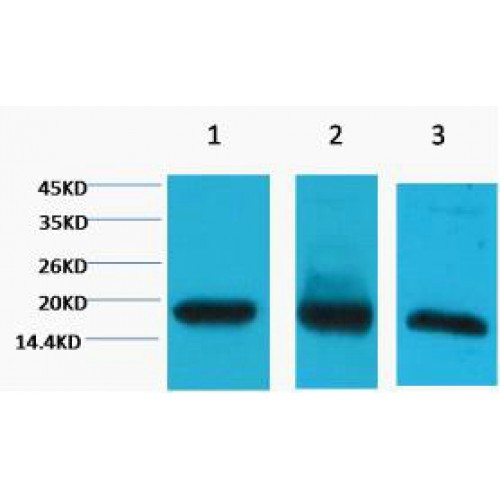 Histone H3 Antibody - Western blot of Histone H3 antibody