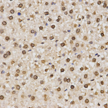 Histone H3 Antibody - Immunohistochemistry of paraffin-embedded rat liver tissue.