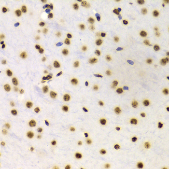 Histone H3 Antibody - Immunohistochemistry of paraffin-embedded Mouse brain tissue.