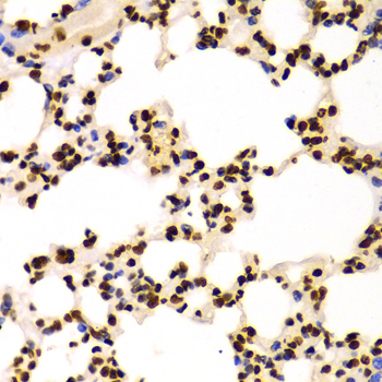 Histone H3 Antibody - Immunohistochemistry of paraffin-embedded Mouse lung tissue.