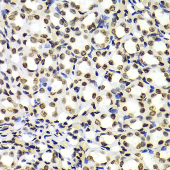 Histone H3 Antibody - Immunohistochemistry of paraffin-embedded Rat kidney tissue.