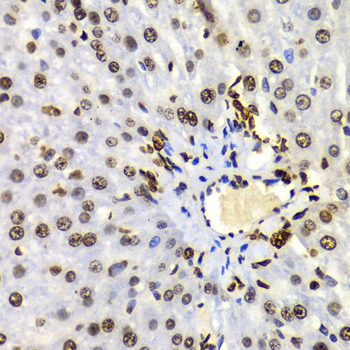 Histone H3 Antibody - Immunohistochemistry of paraffin-embedded Rat liver tissue.