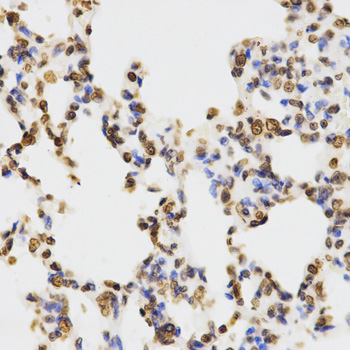 Histone H3 Antibody - Immunohistochemistry of paraffin-embedded rat lung tissue.