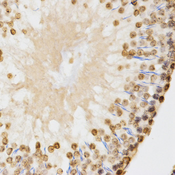 Histone H3 Antibody - Immunohistochemistry of paraffin-embedded rat testis tissue.