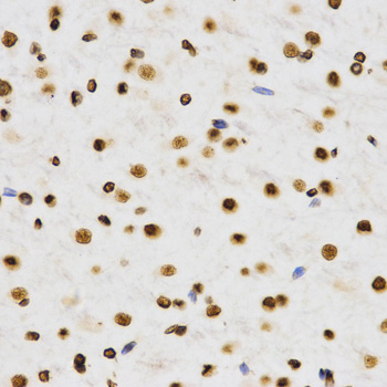 Histone H3 Antibody - Immunohistochemistry of paraffin-embedded rat brain tissue.