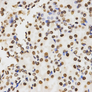 Histone H3 Antibody - Immunohistochemistry of paraffin-embedded mouse kidney tissue.