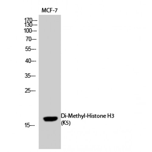 Histone H3 Antibody - Western blot of Di-Methyl-Histone H3 (K5) antibody