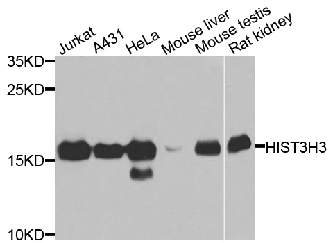 Histone H3 Antibody - Western blot analysis of extracts of various cells.