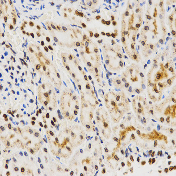 Histone H3 Antibody - Immunohistochemistry of paraffin-embedded rat kidney tissue.