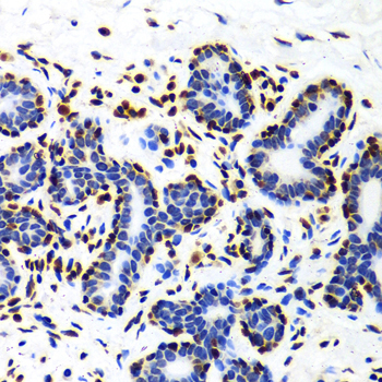 Histone H3 Antibody - Immunohistochemistry of paraffin-embedded Human mammary gland tissue.