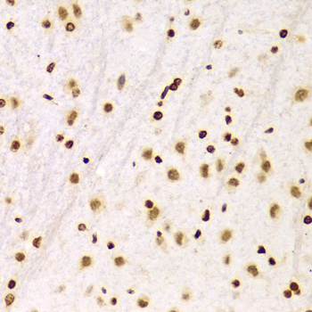 Histone H3 Antibody - Immunohistochemistry of paraffin-embedded Rat brain tissue.