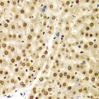 Histone H3 Antibody - Immunohistochemistry of paraffin-embedded Rat liver tissue.