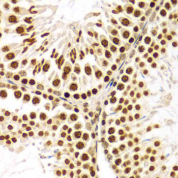 Histone H3 Antibody - Immunohistochemistry of paraffin-embedded Rat testis.