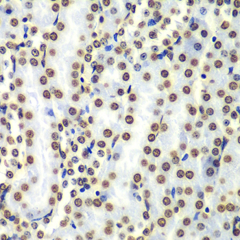 Histone H3 Antibody - Immunohistochemistry of paraffin-embedded mouse kidney tissue.