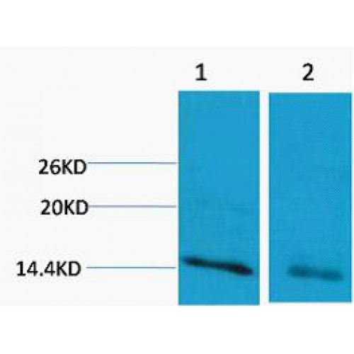 Histone H3 Antibody - Western blot of Histone H3 (Mono Methyl Arg17) antibody