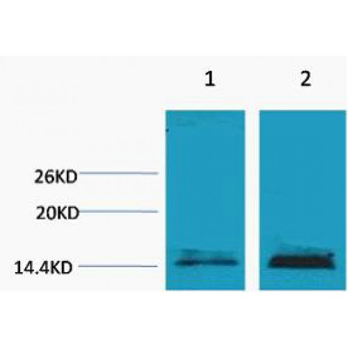 Histone H3 Antibody - Western blot of Histone H3 (Mono Methyl Lys18) antibody