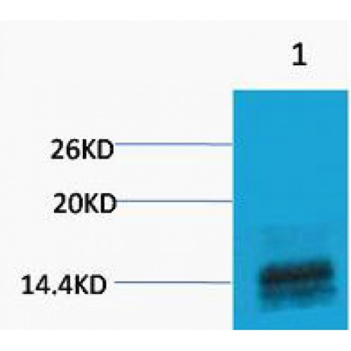Histone H3 Antibody - Western blot of Histone H3 (Mono Methyl Arg2) antibody