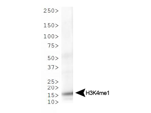 Histone H3 Antibody - Western Blot of rabbit Anti-Histone H3 [Monomethyl Lys4] Antibody. Lane 1: HeLa histone prep lysate. Load: 30 µg per lane. Primary antibody: Histone H3 [Monomethyl Lys4] at 1:500 for overnight at 4°C. Secondary antibody: rabbit secondary antibody at 1:10,000 for 45 min at RT. Block: 5% BLOTTO overnight at 4°C. Predicted/Observed size: ~15 kDa. Other band(s): None.