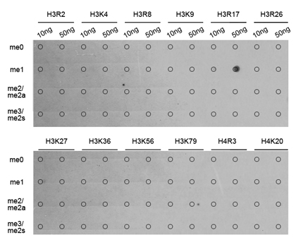 Histone H3 Antibody - Dot-blot analysis of all sorts of methylation peptides.