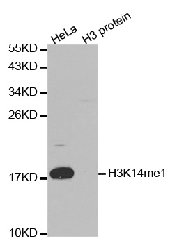 Histone H3 Antibody - Western blot analysis of extracts of HeLa and H3 protein.