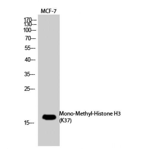 Histone H3 Antibody - Western blot of Mono-Methyl-Histone H3 (K37) antibody