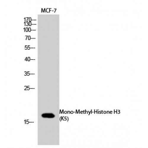 Histone H3 Antibody - Western blot of Mono-Methyl-Histone H3 (K5) antibody