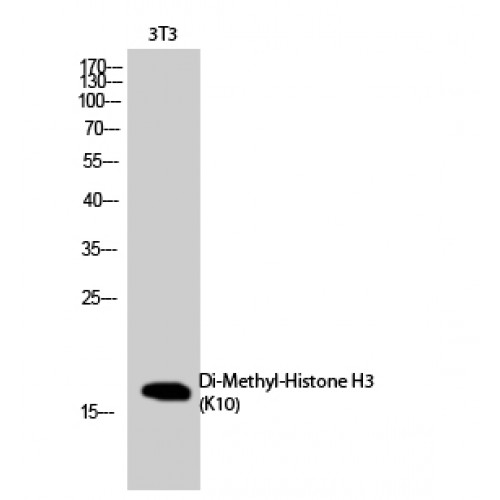 Histone H3 Antibody - Western blot of Di-Methyl-Histone H3 (K10) antibody