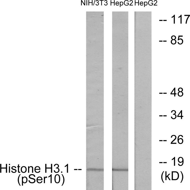 Histone H3 Antibody - Western blot analysis of lysates from NIH/3T3 cells and HepG2 cells, using Histone H3.1 (Phospho-Ser10) Antibody. The lane on the right is blocked with the phospho peptide.