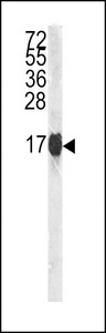 Histone H3 Antibody - Western blot of Histone H3 in HL60 cell line lysates (35 ug/lane). Histone H3 (arrow) was detected using the purified antibody.