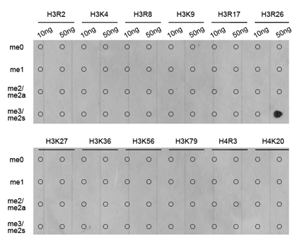 Histone H3 Antibody - Dot-blot analysis of all sorts of methylation peptides.