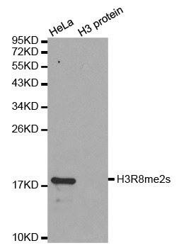 Histone H3 Antibody - Western blot analysis of extracts of HeLa cells and H3 protein expressed in E.coli.