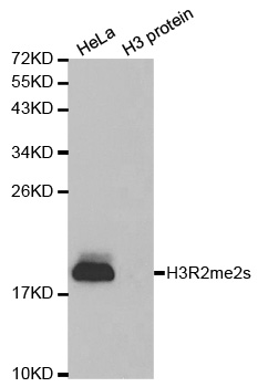 Histone H3 Antibody - Western blot analysis of extracts of HeLa cells and H3 protein expressed in E.coli.